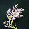 Tillandsia.cacticola.flower.jpg (37455 bytes)